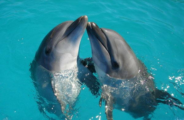 Où trouver les meilleures expériences de plongée avec les dauphins à Maurice?