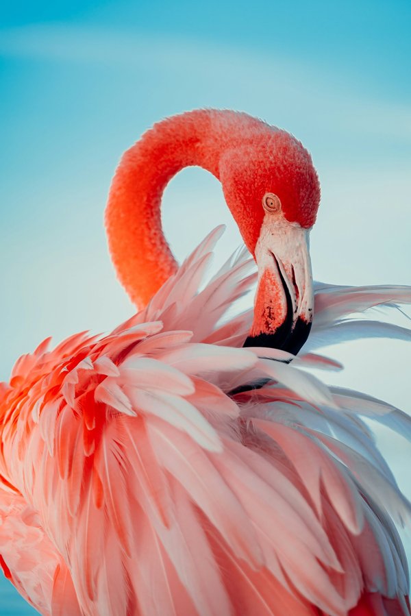 Où observer les flamants roses en Camargue, France : meilleures périodes et lieux ?